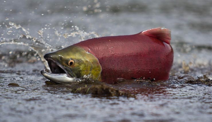 5 Least Known Health Benefits of Sockeye Salmon