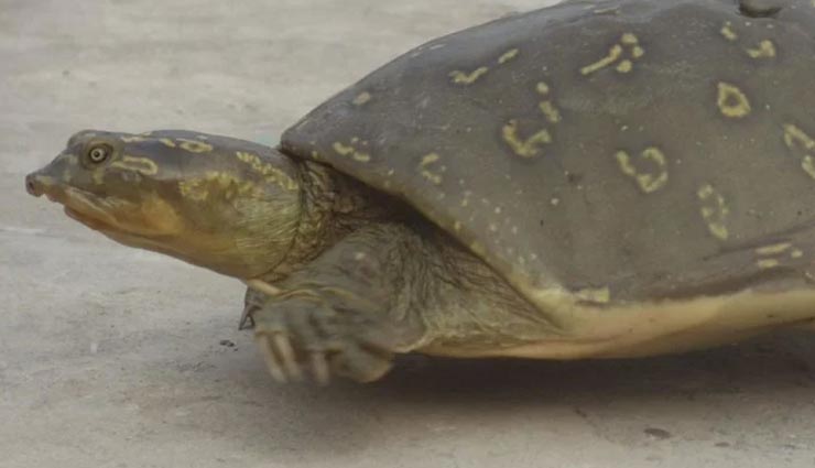 आपने शायद ही देखें होंगे ये अजीबोगरीब जीव, हो जाएंगे सोचने पर मजबूर weird news,weird information,strange creatures,creatures of the world