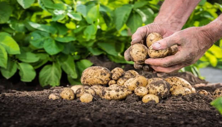 मसालों से नहीं बल्कि मिट्टी से आता हैं यहां के खाने में स्वाद, नमक की जगह डलती हैं रेत