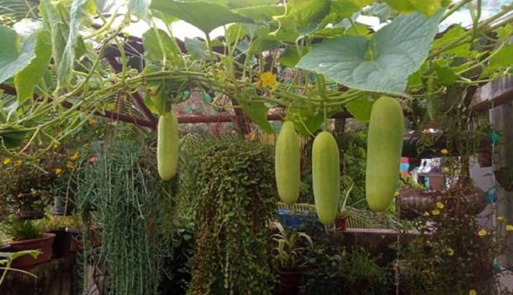 हैरान कर देने वाली जानकारी, आखिर कैसे बिना मिट्टी के घर की छत पर सब्जियां उगाती हैं यह महिला