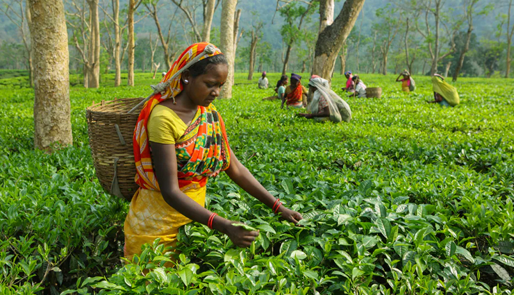 tea estates in assam,assam tea gardens to visit,popular tea estates assam,cultural significance assam tea,economic impact assam tea gardens,tea cultivation in assam,assam tea industry,sustainable tea estates assam,organic tea gardens assam,eco-friendly tea farms assam,ethical tea cultivation assam,must-visit tea estates in assam,top tea gardens in assam,guide to assam tea estates,touring assam tea plantations