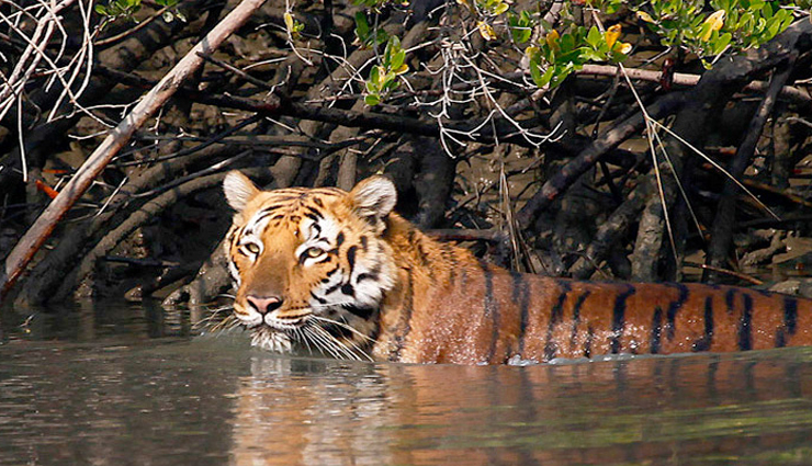 soulful destinations in india,india,places to visit in india,peaceful places to visit in india,jim corbett national park,uttarakhand,pushkar,rajasthan,dharamsala,himachal pradesh,lonavala,maharashtra,mount abu,rajasthan,sunderbans,west bengal