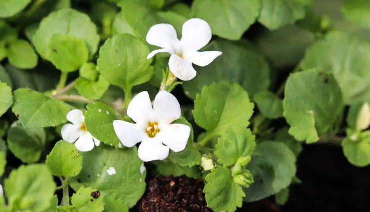 ayurvedic herbs for sound sleep,herbs for peaceful sleep in ayurveda,natural remedies for restful sleep,sleep-inducing ayurvedic herbs,ashwagandha for sleep,brahmi for deep sleep,jatamansi for relaxation,tulsi for calm sleep,ayurvedic sleep aids,ayurvedic practices for better sleep,herbal sleep enhancers,ayurvedic sleep quality improvement,stress-relieving herbs for sleep,ayurvedic relaxation techniques,herbal solutions for anxiety and sleep,calming ayurvedic herbs