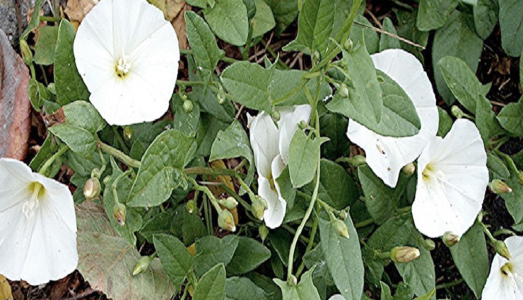 ayurvedic herbs for sound sleep,herbs for peaceful sleep in ayurveda,natural remedies for restful sleep,sleep-inducing ayurvedic herbs,ashwagandha for sleep,brahmi for deep sleep,jatamansi for relaxation,tulsi for calm sleep,ayurvedic sleep aids,ayurvedic practices for better sleep,herbal sleep enhancers,ayurvedic sleep quality improvement,stress-relieving herbs for sleep,ayurvedic relaxation techniques,herbal solutions for anxiety and sleep,calming ayurvedic herbs