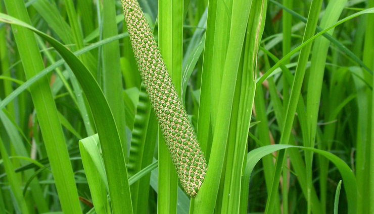 ayurvedic herbs for sound sleep,herbs for peaceful sleep in ayurveda,natural remedies for restful sleep,sleep-inducing ayurvedic herbs,ashwagandha for sleep,brahmi for deep sleep,jatamansi for relaxation,tulsi for calm sleep,ayurvedic sleep aids,ayurvedic practices for better sleep,herbal sleep enhancers,ayurvedic sleep quality improvement,stress-relieving herbs for sleep,ayurvedic relaxation techniques,herbal solutions for anxiety and sleep,calming ayurvedic herbs