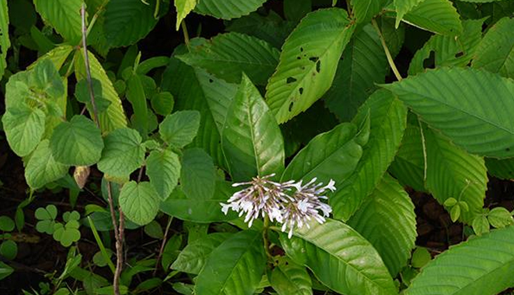 ayurvedic herbs for sound sleep,herbs for peaceful sleep in ayurveda,natural remedies for restful sleep,sleep-inducing ayurvedic herbs,ashwagandha for sleep,brahmi for deep sleep,jatamansi for relaxation,tulsi for calm sleep,ayurvedic sleep aids,ayurvedic practices for better sleep,herbal sleep enhancers,ayurvedic sleep quality improvement,stress-relieving herbs for sleep,ayurvedic relaxation techniques,herbal solutions for anxiety and sleep,calming ayurvedic herbs