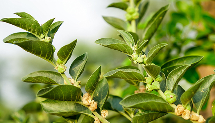 ayurvedic herbs for sound sleep,herbs for peaceful sleep in ayurveda,natural remedies for restful sleep,sleep-inducing ayurvedic herbs,ashwagandha for sleep,brahmi for deep sleep,jatamansi for relaxation,tulsi for calm sleep,ayurvedic sleep aids,ayurvedic practices for better sleep,herbal sleep enhancers,ayurvedic sleep quality improvement,stress-relieving herbs for sleep,ayurvedic relaxation techniques,herbal solutions for anxiety and sleep,calming ayurvedic herbs