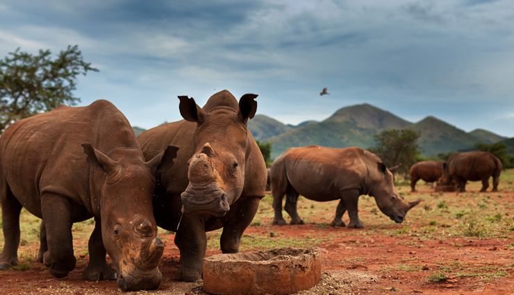 south africa,tourist attractions in south africa,places to visit in south africa,cape town,kruger national park,the garden route,stellenbosch,drakensberg,isimangaliso wetland park,pilanesberg national park