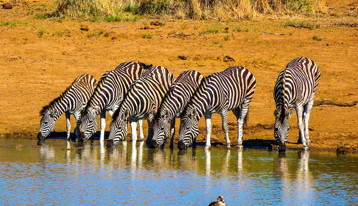 south africa,tourist attractions in south africa,places to visit in south africa,cape town,kruger national park,the garden route,stellenbosch,drakensberg,isimangaliso wetland park,pilanesberg national park