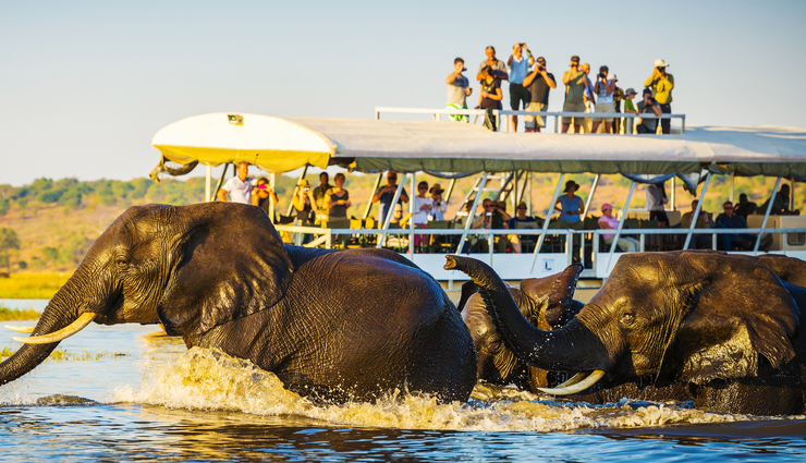 best wildlife cruises,wildlife exploration cruises,wildlife watching cruises,wildlife safari cruises,top wildlife destinations on a cruise,global wildlife cruising adventures,wildlife-rich cruise destinations,wildlife encounters on cruises,best cruises for wildlife enthusiasts,must-visit wildlife cruising destinations
