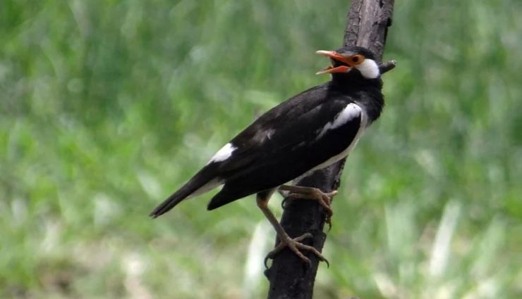 आखिर क्यों 35 दिन तक एक चिड़िया के लिए अंधेरे में रहा ये गांव, घटना दिल जीतने वाली