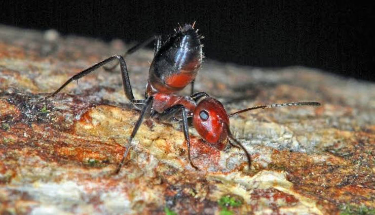 common species of ant,species of ant,ant,red ant,fire ant,pharaoh ant,black garden ant,weaver ant