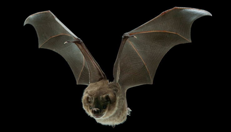 species of bat family,bat family found in india,indian flying fox,indian false vampire bat,lesser mouse tailed bat,indian roundleaf bat,black bearded tomb bat