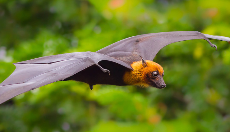 5 Special Species of Bat Family Found in India