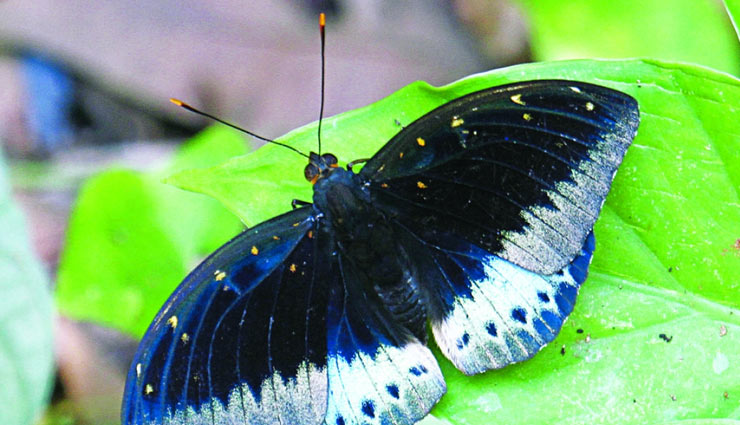 species of butterfly,species of butterfly in india,kaiser-i-hind,southern birdwing,blue mormon,west himalayan common peacock,common mormon