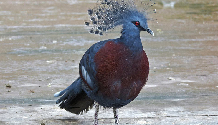 species of dove bird,beautiful species,dove bird,species of dove bird  found in india,india,common pigeon,laughing dove,emerald dove,collared dove,spotted dove