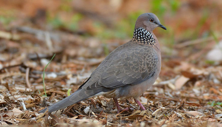 5 Beautiful Species of Dove Bird You Can Find in India