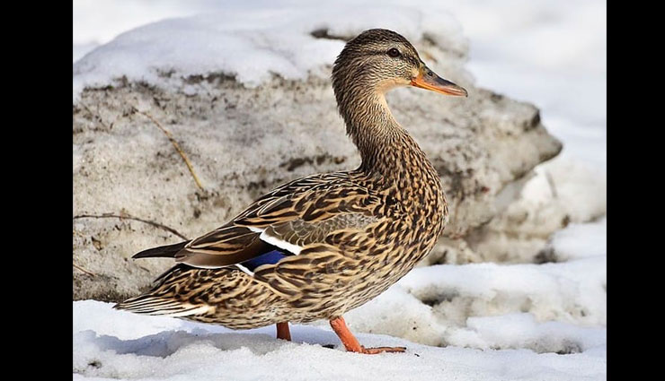 species of duck,ducks in india,lesser whistling duck,ruddy shelduck,northern shoveler,indian spot billed duck,northern pintail