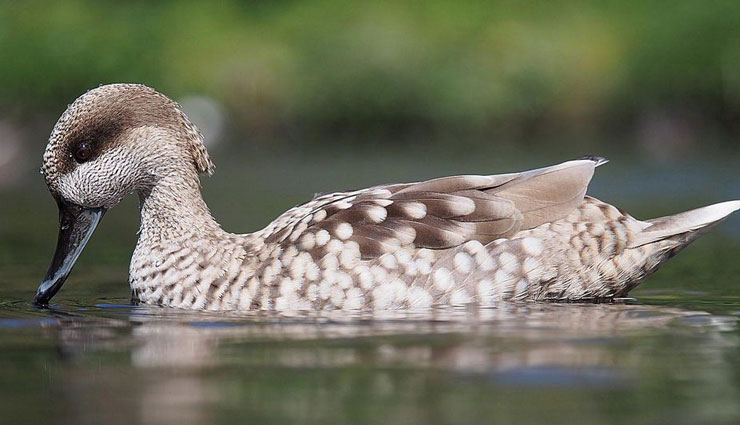 5 Beautiful Species of Duck To Spot in India