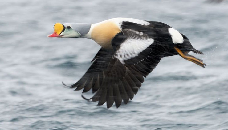 species of duck,ducks in india,lesser whistling duck,ruddy shelduck,northern shoveler,indian spot billed duck,northern pintail