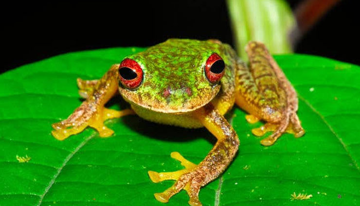 different species of frogs,species of frogs found in india,purple frog,bicolored frog,fungoid frog,dancing frog,shrub frog