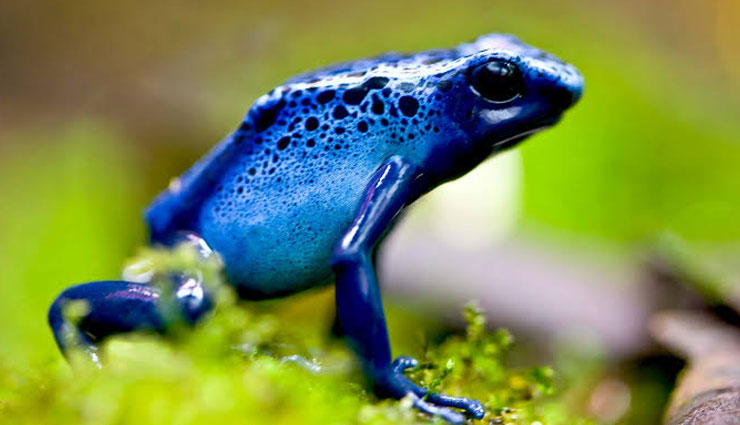 5 Different Species of Frogs Found in India - lifeberrys.com
