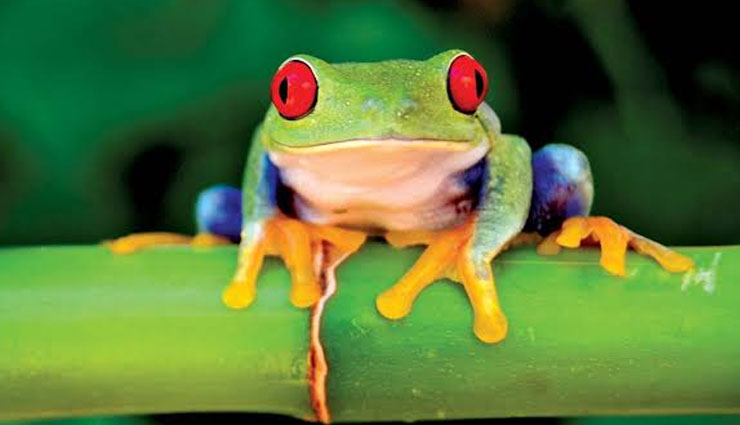 different species of frogs,species of frogs found in india,purple frog,bicolored frog,fungoid frog,dancing frog,shrub frog
