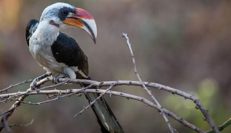 beautiful species of hornbill,hornbill,great hornbill,malabar pied hornbill,indian grey hornbill,malabar grey hornbill,oriental pied hornbill
