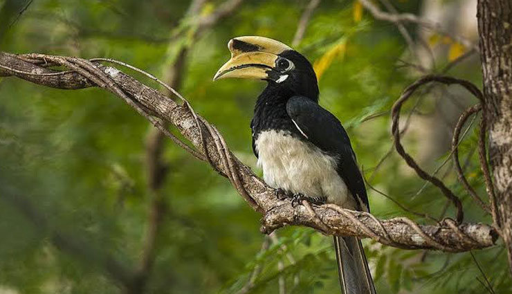5 Incredibly Beautiful Species of Hornbill Spotted in India