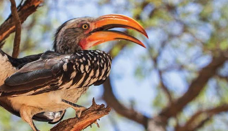 beautiful species of hornbill,hornbill,great hornbill,malabar pied hornbill,indian grey hornbill,malabar grey hornbill,oriental pied hornbill