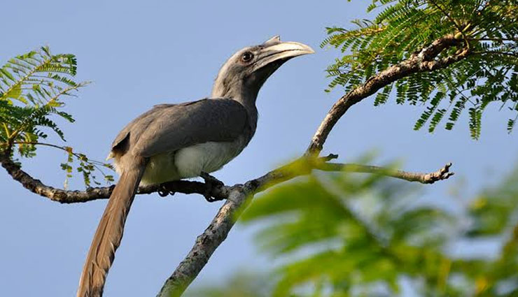 species of hornbill,species of hornbill found in india,hornbill,great hornbill,malabar pied hornbill,indian grey hornbill,malabar grey hornbill,oriental pied hornbill