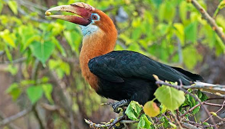 5 Beautiful Species of Hornbill Found in India