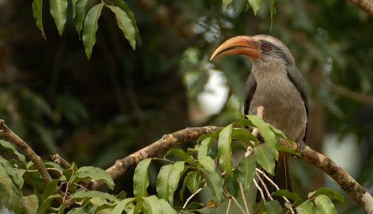 species of hornbill,species of hornbill found in india,hornbill,great hornbill,malabar pied hornbill,indian grey hornbill,malabar grey hornbill,oriental pied hornbill