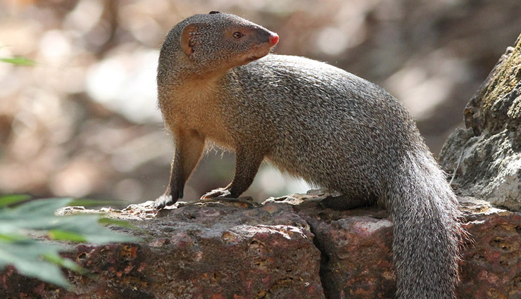 species of mongoose,indian grey mongoose,ruddy mongoose,stripe necked mongoose,indian brown mongoose,crab eating mongoose,mongoose,species of mongoose in india,india