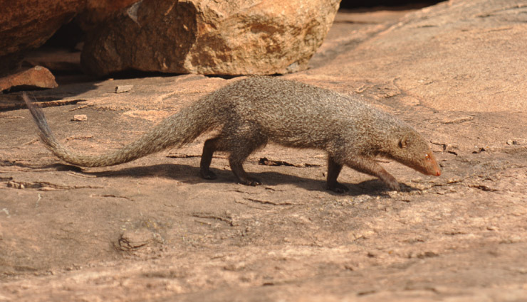 species of mongoose,indian grey mongoose,ruddy mongoose,stripe necked mongoose,indian brown mongoose,crab eating mongoose,mongoose,species of mongoose in india,india