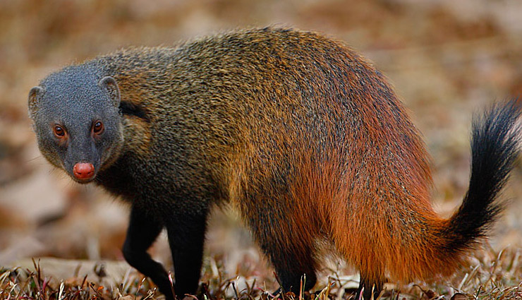 species of mongoose,indian grey mongoose,ruddy mongoose,stripe necked mongoose,indian brown mongoose,crab eating mongoose,mongoose,species of mongoose in india,india