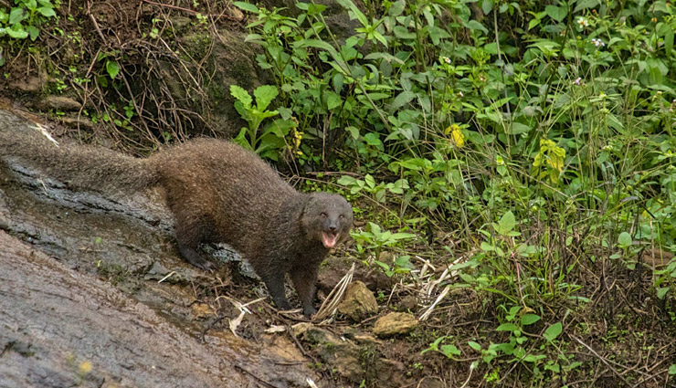 species of mongoose,indian grey mongoose,ruddy mongoose,stripe necked mongoose,indian brown mongoose,crab eating mongoose,mongoose,species of mongoose in india,india