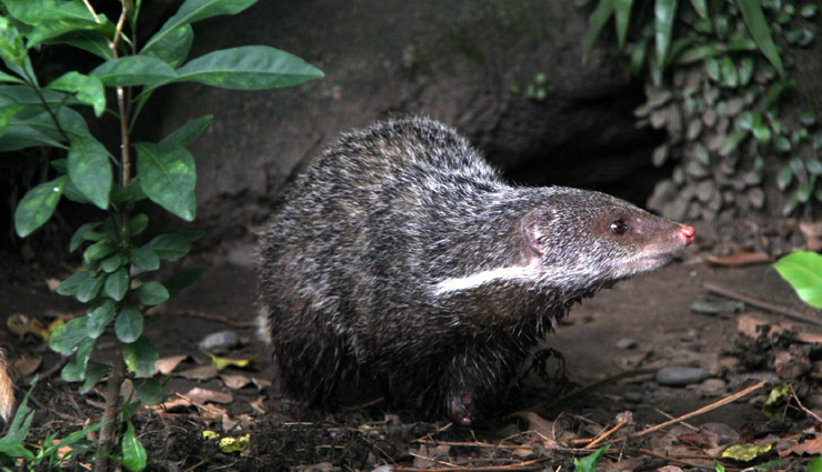species of mongoose,indian grey mongoose,ruddy mongoose,stripe necked mongoose,indian brown mongoose,crab eating mongoose,mongoose,species of mongoose in india,india