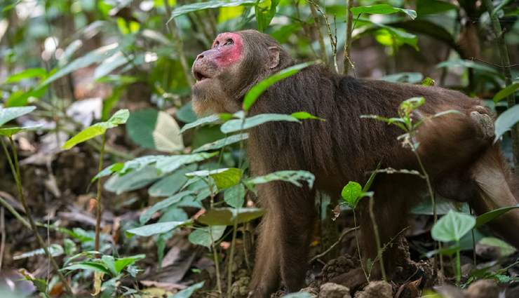 species of monkey,species of monkey in india,india,places to spot species of monkey,lion tailed macaque,silent valley national park,capped langur,nameri national park,nilgiri langur,nilgiri hills,golden langur,chakrashila wildlife sanctuary,phayres leaf monkey,gumti wildlife sanctuary,stump tailed macaque,hollongapar reserve forest