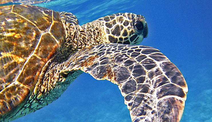 5 Species of Sea Turtles Found in India