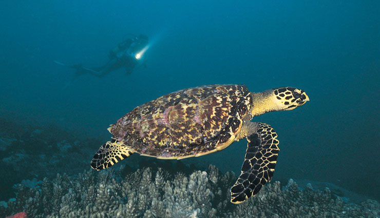 species of sea turtles,sea turtle,sea turtle found in india,gahirmatha beach,odisha,rushikulya river mouth,devi river mouth,marina beach,chennai,velas beach,ratnagiri