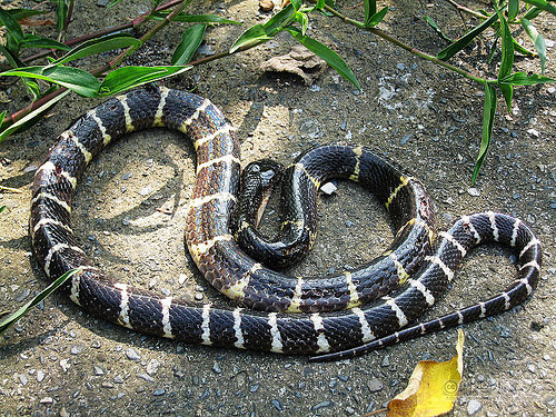 rare species of snakes,snakes found in india,monocled cobra,northeastern hill krait,radiated ratsnake,paradise flying snake,common bridal snake