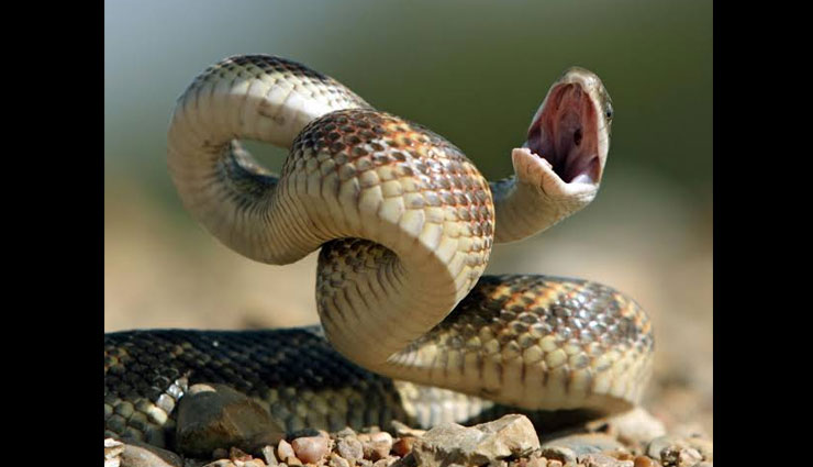 least known species of snakes,species of snakes,monocled cobra,northeastern hill krait,radiated ratsnake,paradise flying snake,common bridal snake