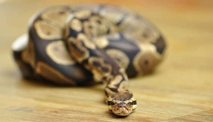 5 Least Known Species of Snakes Found in India