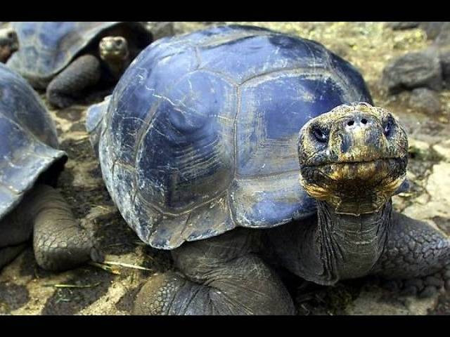 species of turtle,turtle,indian flapshell turtle,indian roofed turtle,assam roofed turtle,indian softshell turtle,red crowned roofed turtle