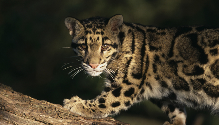 clouded leopard,asiatic golden cat,fishing cat,leopard cat,marbled cat,weird species of wild cat,species of wild cat found in north east india,north east india