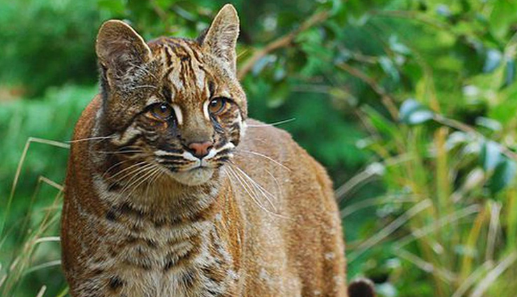 clouded leopard,asiatic golden cat,fishing cat,leopard cat,marbled cat,weird species of wild cat,species of wild cat found in north east india,north east india