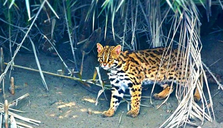 clouded leopard,asiatic golden cat,fishing cat,leopard cat,marbled cat,weird species of wild cat,species of wild cat found in north east india,north east india