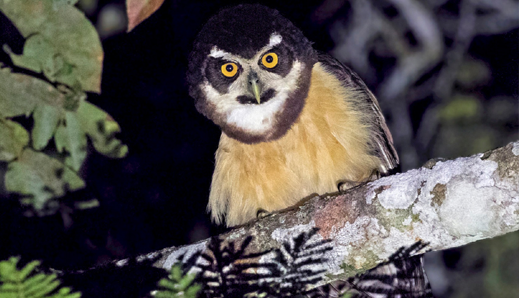 fascinating owl species,remarkable owl species,captivating owl species,enigmatic owl species,iconic owl species,owl species worldwide,diverse owl species,types of owls,owl species characteristics,owl species adaptations