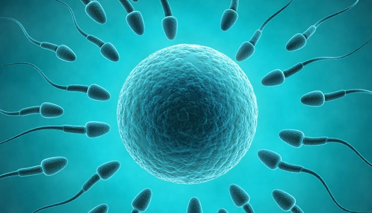 सेक्स जीवन में बहुत मायने रखता है स्पर्म काउंट, इन घरेलू उपायों की मदद से करें इजाफा 